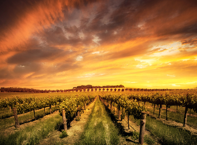 Barossa Valley nature
