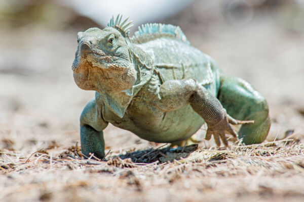 Ecotourism & Unique Wildlife
