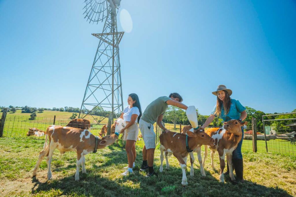 Maleny Dairies