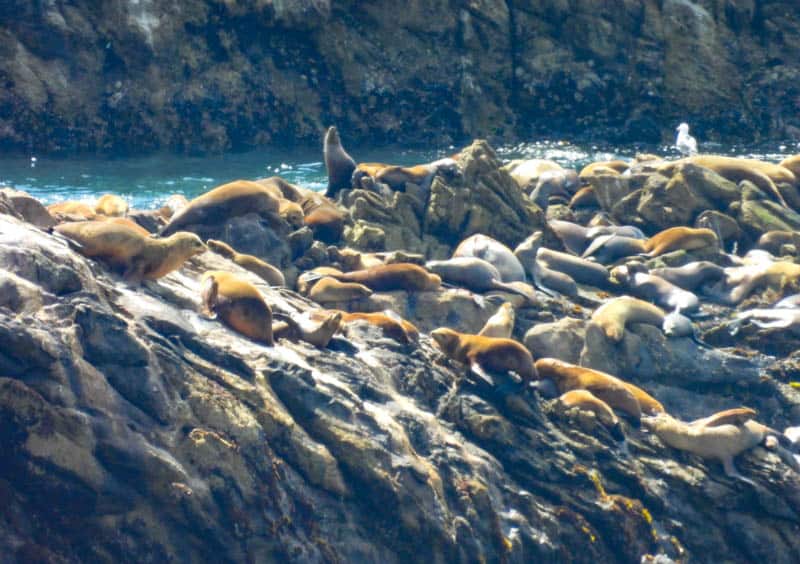 Point Lobos State Natural Reserve