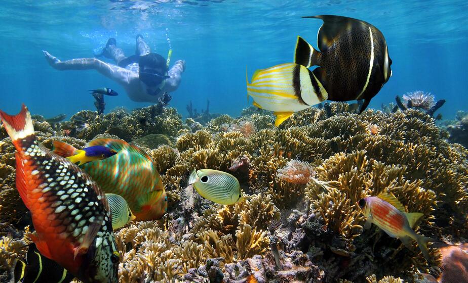 Snorkel the Coral Garden Reef