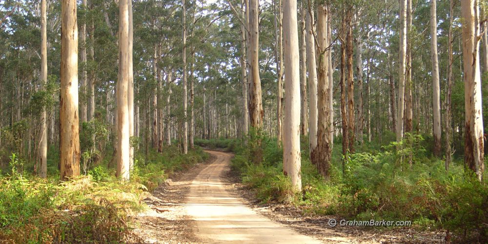 Wander Boranup Forest