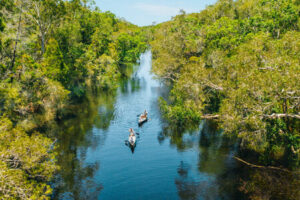 The Serene Noosa Everglades